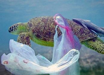 La atracción fatal de los microplásticos sobre la fauna marina