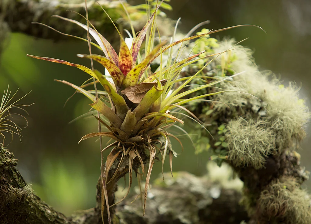 Recargando para el futuro: Cómo ENEL Colombia impulsa el cuidado del medio ambiente