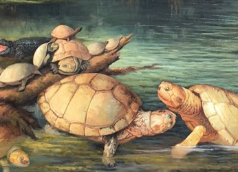 Descubrimiento de fósiles de tortuga en Colombia de 57 millones de...