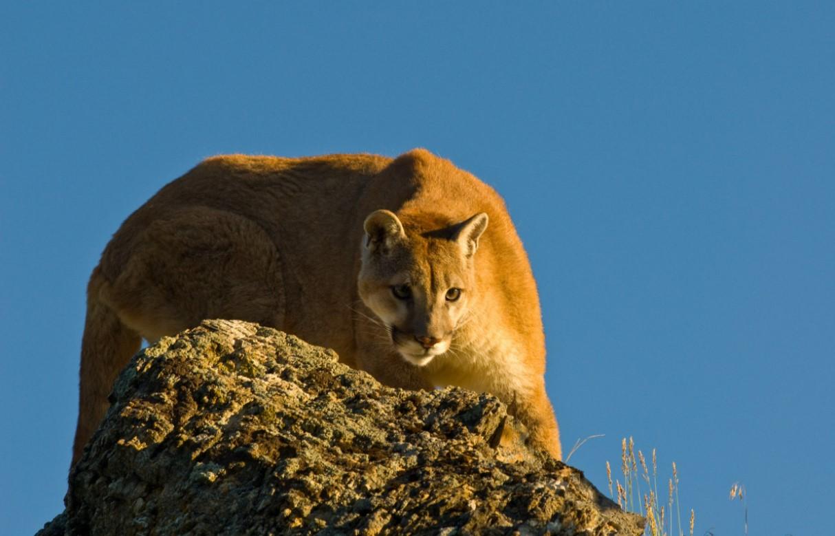 amenazas de los pumas 3996 1 orig 2671f