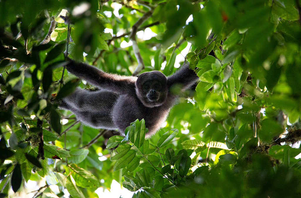 lagothrix lagotricha churuco pablo mejia wwf colombia 00864