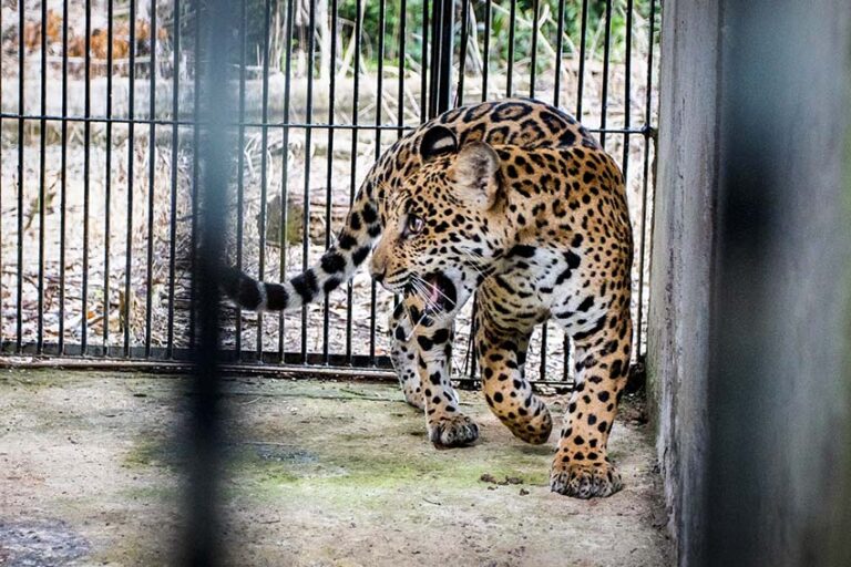 Brasil 2 Xama 2022 cuando fue capturado en Mato Grosso Foto Noelly Castro World Animal Protection 768x512 27350