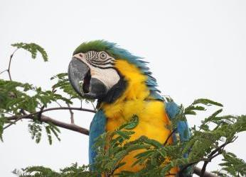 Fundación Loros abre su programa de voluntariado: una experiencia...