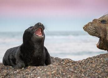 Enfermedades letales atacan a murciélagos, vicuñas y elefantes...
