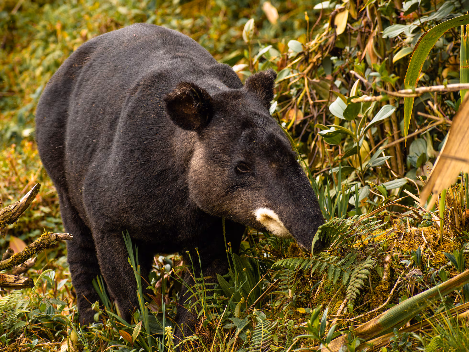 HDCW72S5ERGJZJTT6OS5VJ3CE4 85010