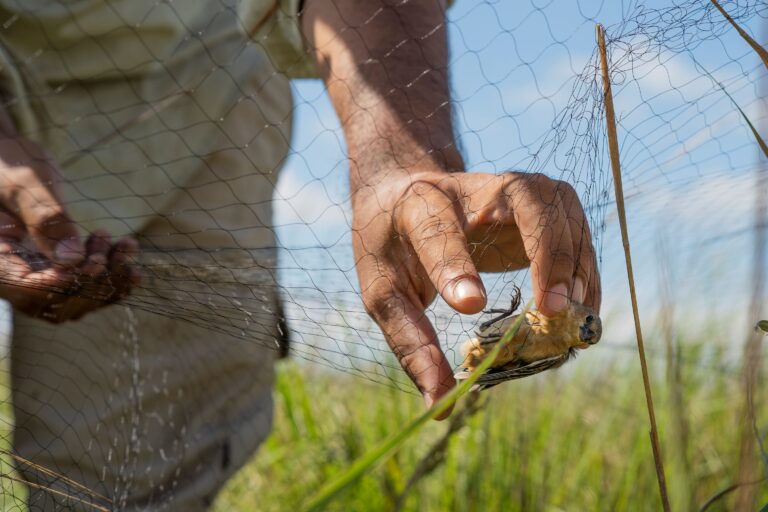 JAGUAR AND GRASSLAND BIRDS Sebastian Navajas 768x512 829a4