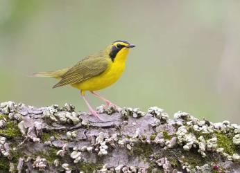 Cuidar los cinco bosques mesoamericanos para poder seguir viendo...