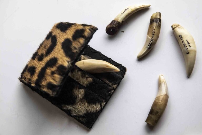 Peru 4a artesanias hechas con partes de jaguar en Iquitos Foto Max Cabello 768x512 ce474