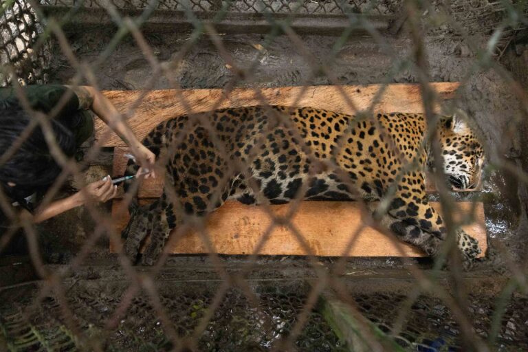 Peru 8 Prince chequeo veterinario Pilpintuwasi Foto Marlon del Aguila 768x512 e059e