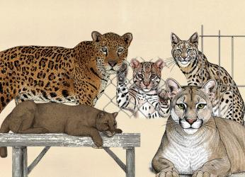 Sin salida: la irreversible realidad de los felinos que son...