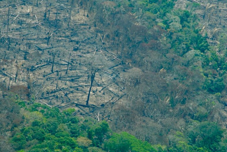 deforestacion en colombia 2024 amazonia bosques 3 768x513 75ef6