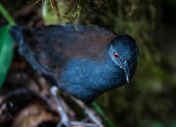 Floreana vuelve a registrar un ave observada por Darwin, casi dos...