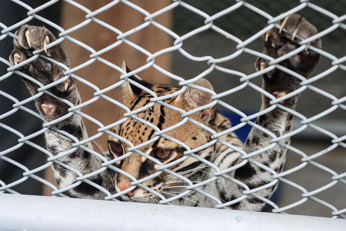 Colombia 7 Barto hogar de paso Foto Santiago Wills 1a511