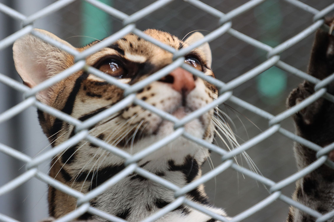 Colombia 8 Barto ojos color caramelo Foto Santiago Wills 13b07