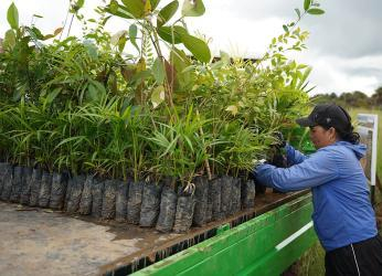 SAN JOSÉ DEL GUAVIARE RECUPERA SUS BOSQUES: UNA INICIATIVA...