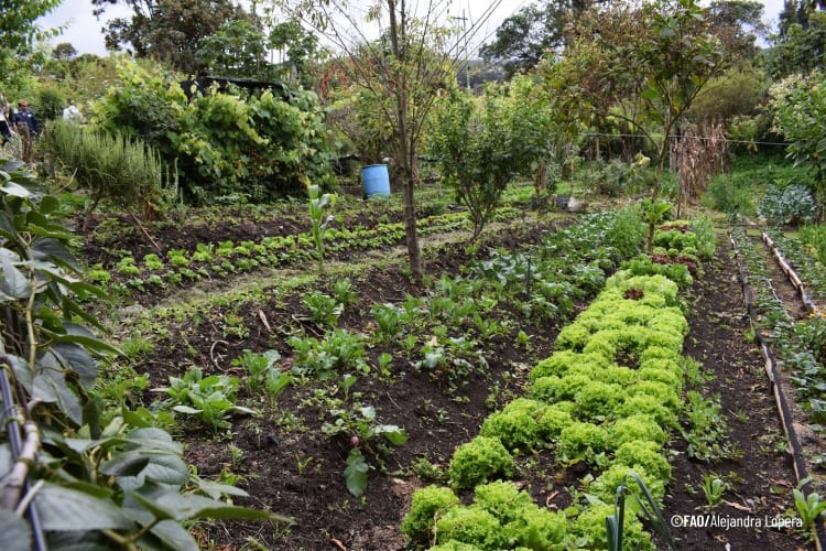 FAO DIA TIERRA ALIMENTATE 13c99