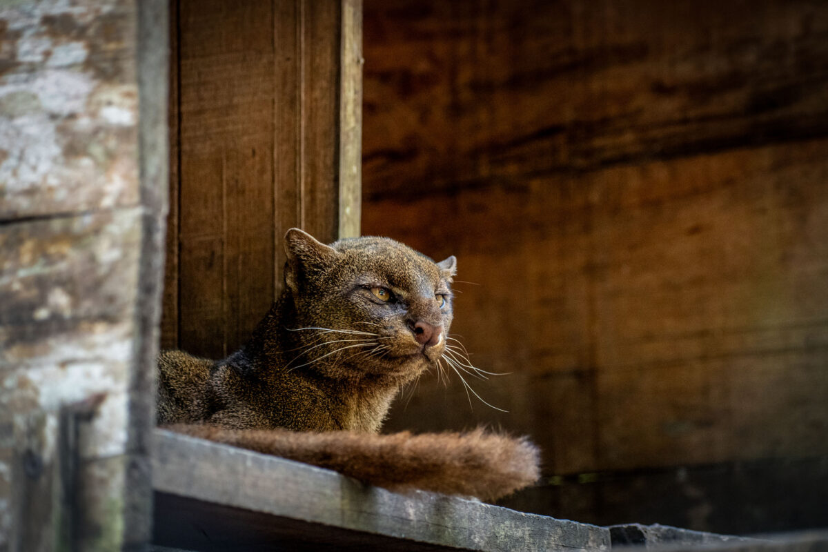 Guatemala 1 Yaguarundies recuperados del trafico de especies rehabilitados por Arcas Foto Christian Gutierrez 1200x800 e17a2