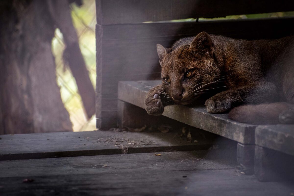 Guatemala 4 Los yaguarundies son mas activos durante la noche Foto Christian Gutierrez 1200x801 37bfb
