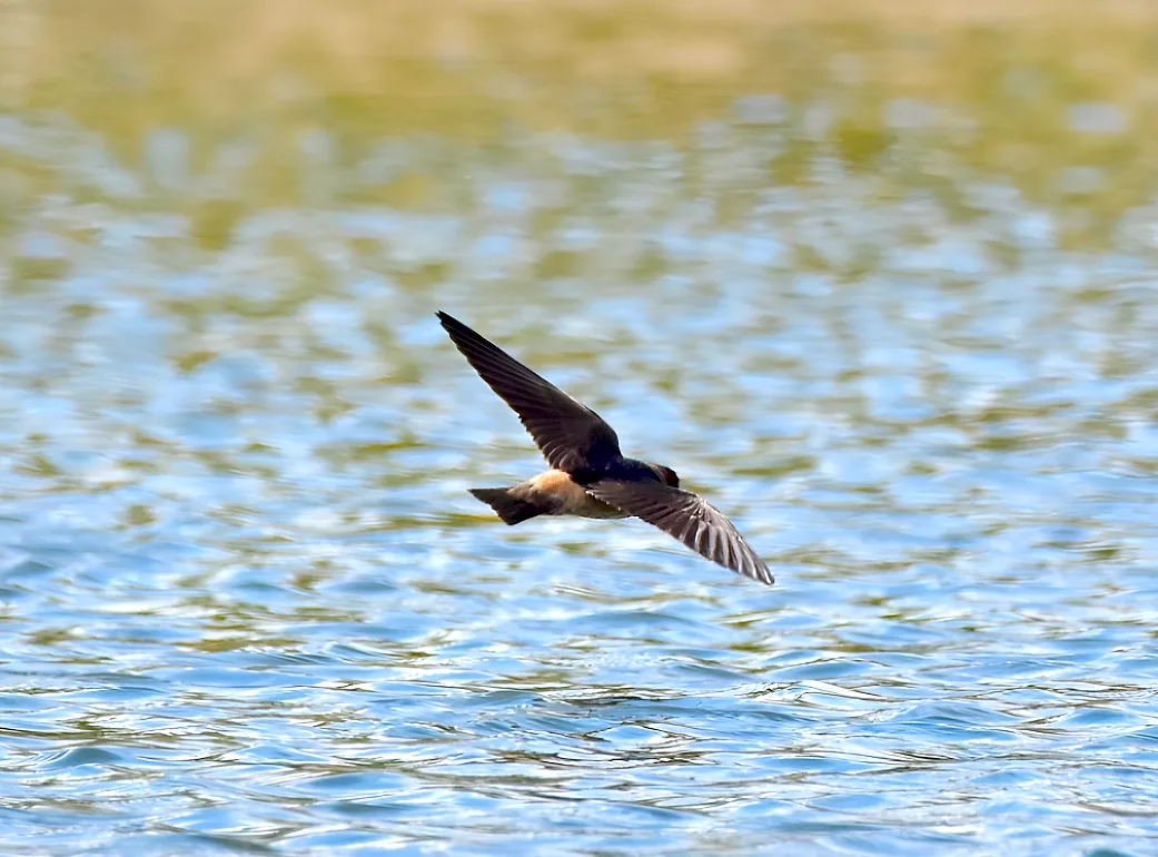 golondrina volando 443f5