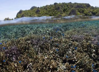 Entra en vigor un tratado internacional histórico para la...