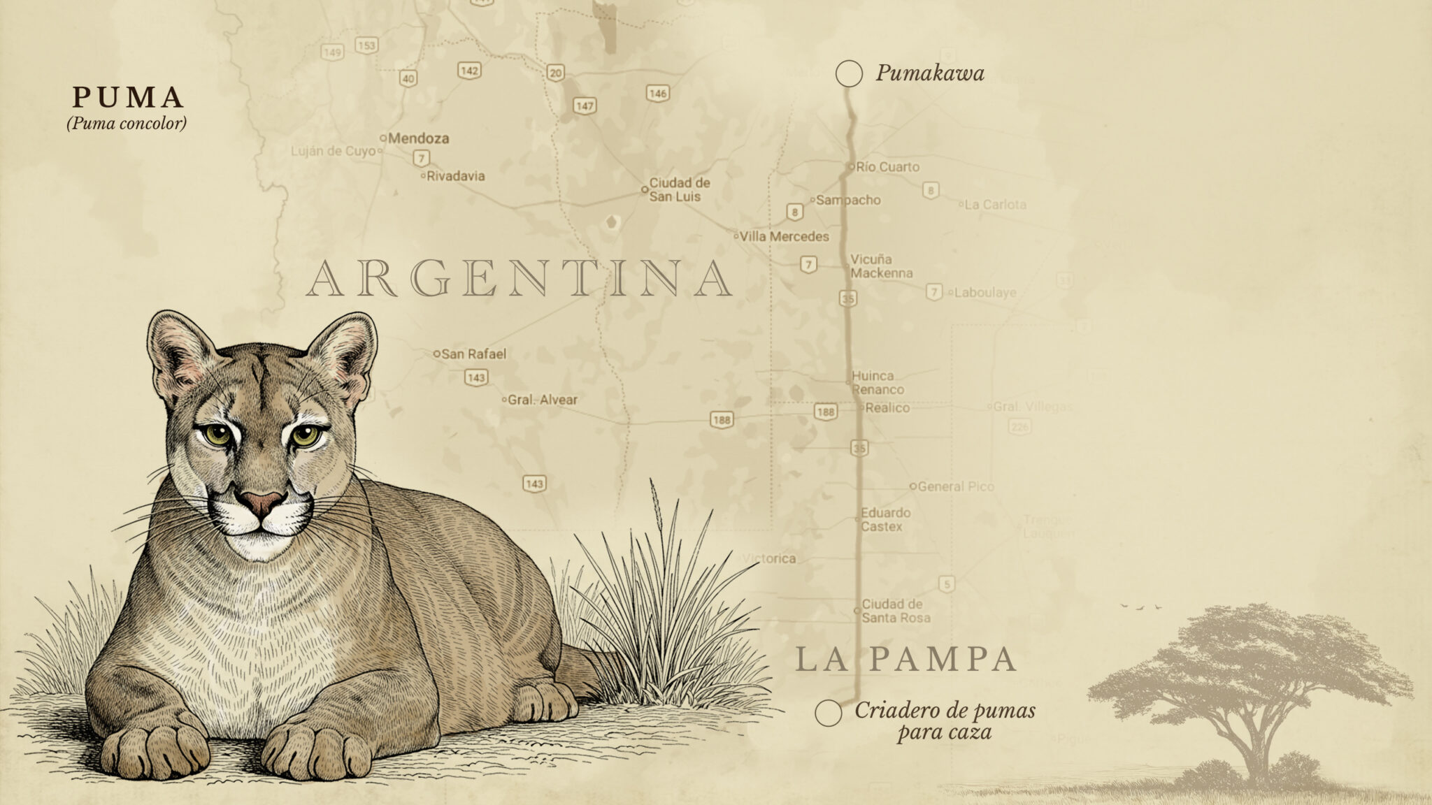 puma argentina horizontal 2048x1152 dafd3