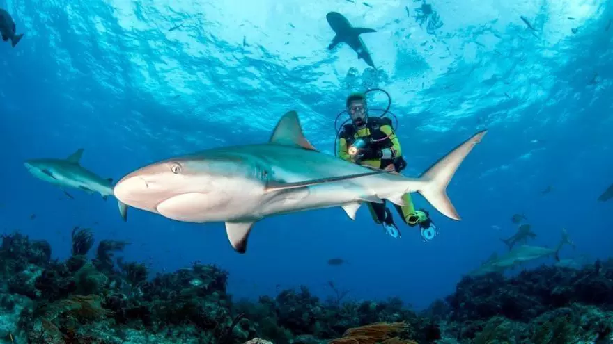 Pesca de tiburones quedó prohibida en territorio colombiano