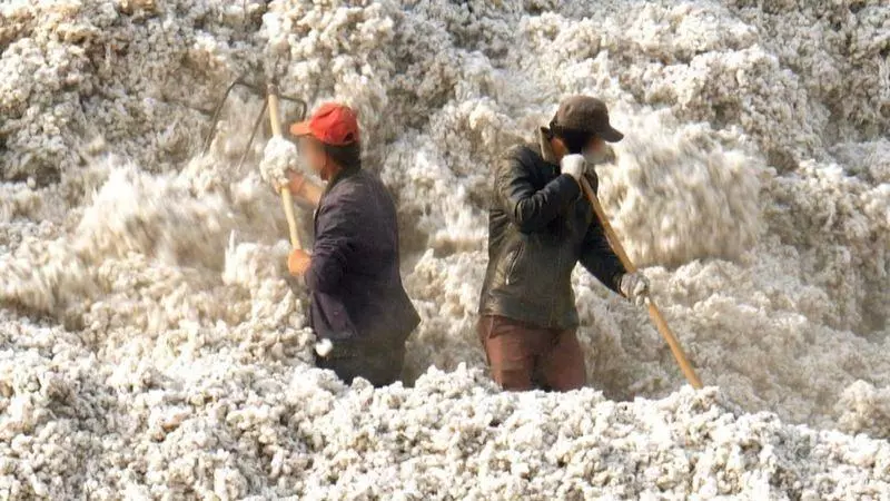  116064897 xinjiang cotton