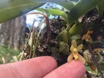 Orquídea Mormolyca Acutifolia 1