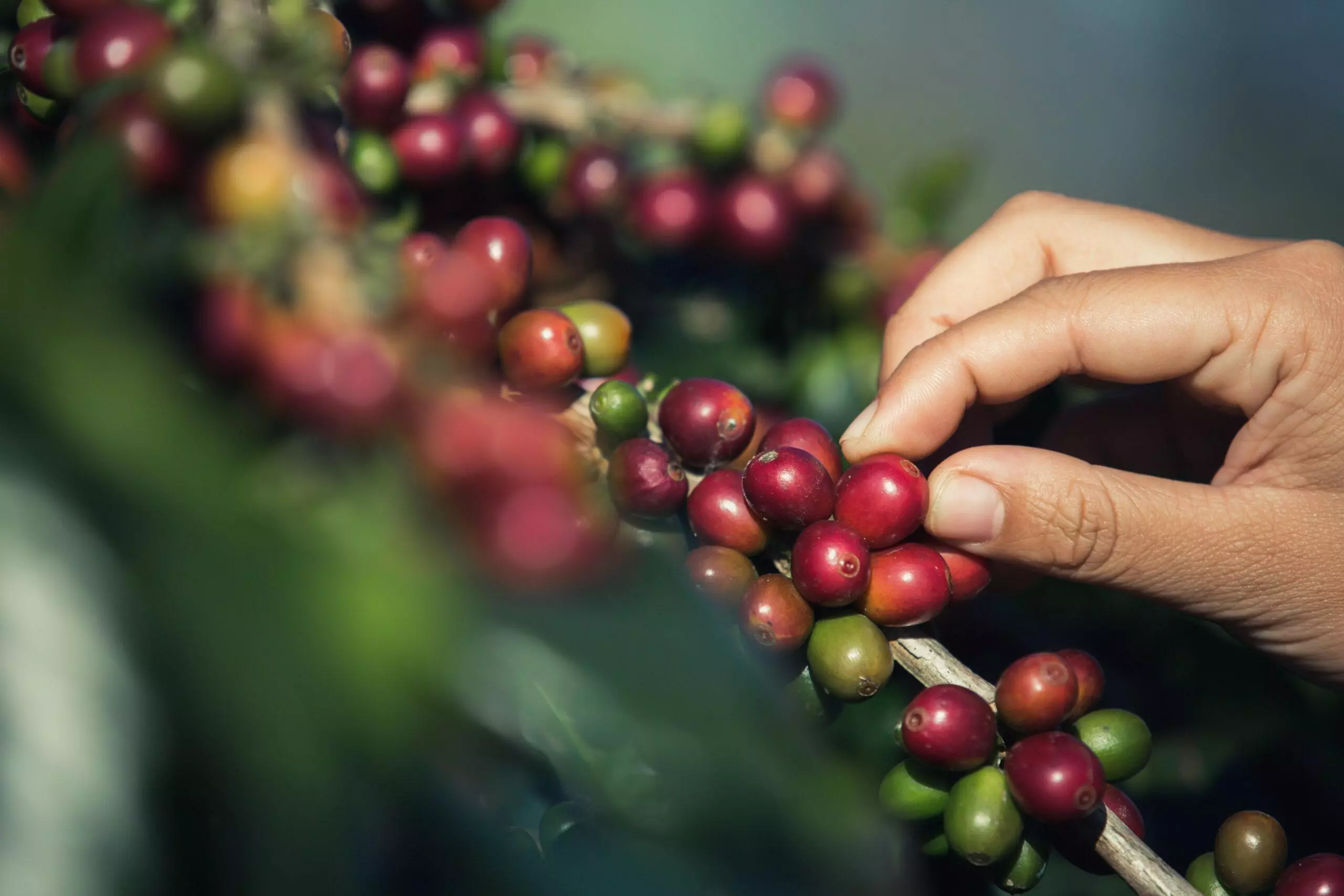 hands that are picking coffee beans from the coffee tree scaled 94d40