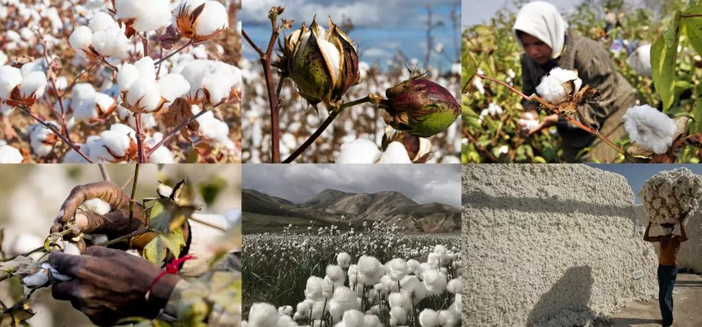 Algodón: el cultivo más contaminante del mundo: 9 razones para usar algodón orgánico