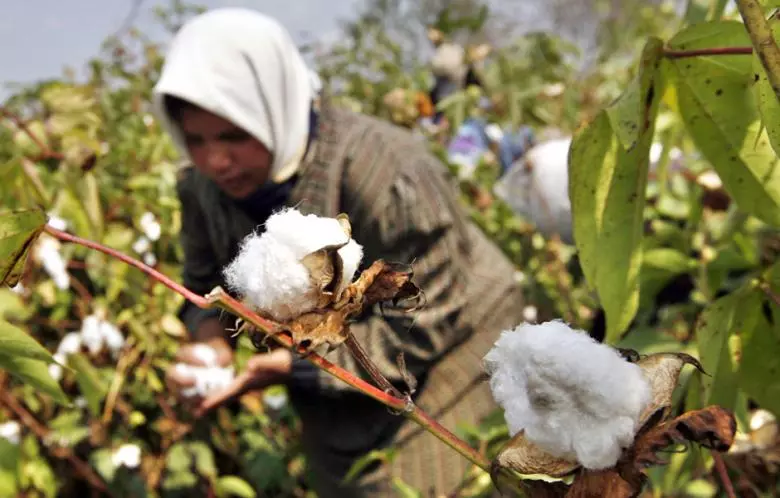 Proteger los medios de subsistencia de los agricultores algodoneros