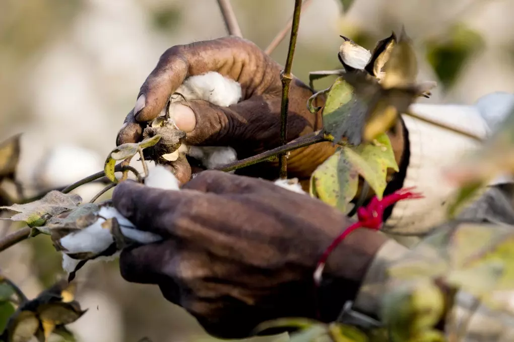 A worker picks cotton on a farm during a harvest in Pilibanga, Rajasthan, India, on Tuesday, Nov. 4, 2014. India may topple China as the world's largest cotton grower next year as farmers planted the biggest area ever, boosting production to near-record levels, according to the Cotton Association of India. Photographer: Prashanth Vishwanathan/Bloomberg