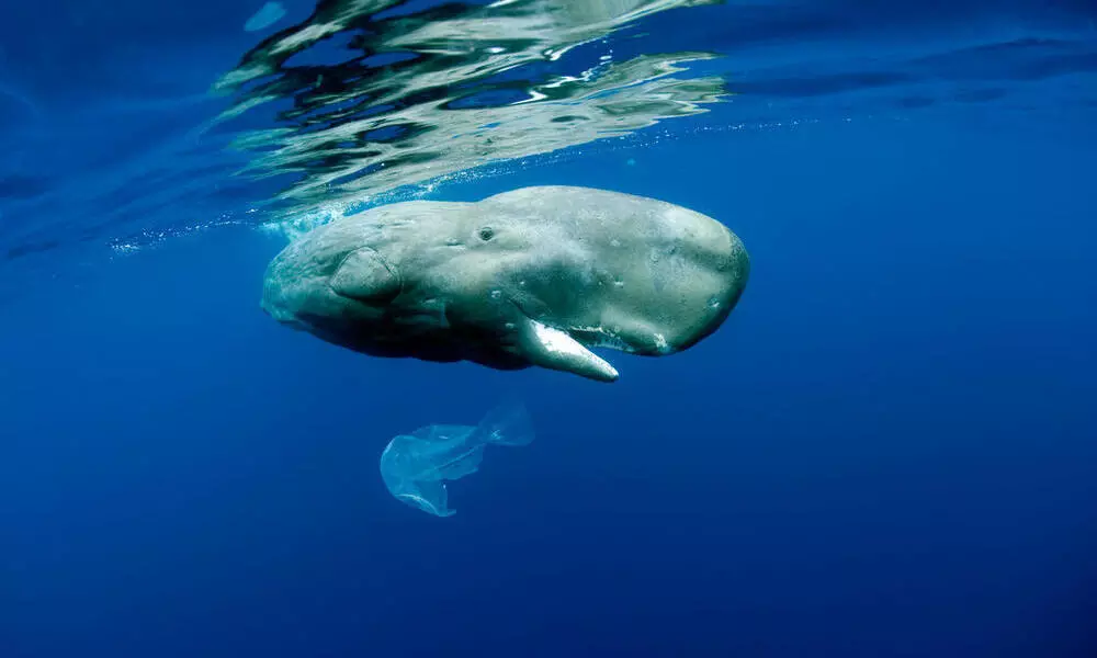 Sperm Whale(Physeter macrocephalus) playing with plastic bag, Vulnerable (IUCN), Pico Island, Azores, Portugal, Atlantic Ocean