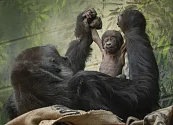 Nueva esperanza para los gorilas de llanura: nace una nueva cría en el zoo de Londres, hija de un macho procedente de Loro Parque