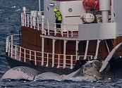 Islandia suspende la caza de ballenas por el bienestar animal