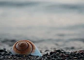 La extracción de conchas y sus severos impactos en los ecosistemas marinos