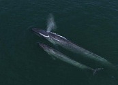 El regreso de las ballenas azules al océano Índico, donde fueron cazadas casi hasta la extinción
