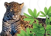Hoy celebramos el Día Internacional del Jaguar! 🐆 una especie “sombrilla” cuya conservación adecuada contribuye al mantenimiento y protección de los ecosistemas