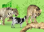 EL CONTAGIO INVISIBLE QUE PONE EN RIESGO A LOS GRANDES FELINOS DE MÉXICO