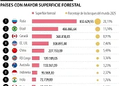 Conozca cuáles son los países que cuentan con mayor superficie forestal actualmente