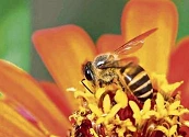 ¿Por qué sin las abejas no podríamos sobrevivir en la Tierra? Esta es su importancia