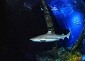 La acidificación del océano amenaza la estructura dental de los tiburones