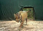 Investigan en Argentina desaparición de jaguar reintroducido en El Impenetrable chaqueño