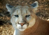 Por qué está el puma en peligro de extinción