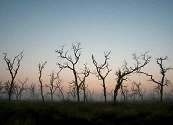 Deforestación en Colombia: el retroceso ambiental que enciende las alarmas