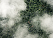 Proyecto Guacamaya: inteligencia artificial para preservar la Amazonía